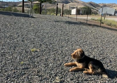 Dog in the yard