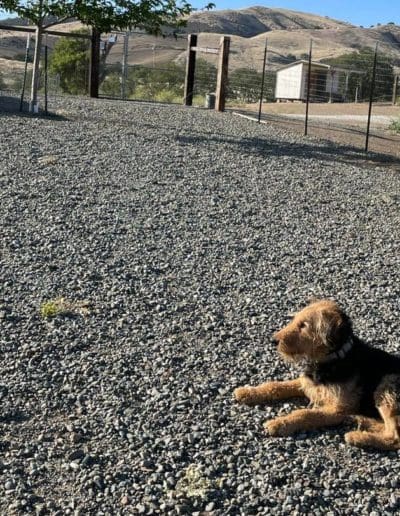 Dog in the yard