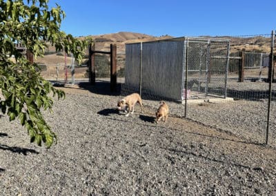 Dogs out on the yard