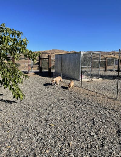 Dogs out on the yard