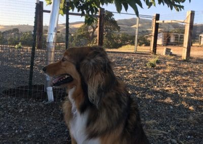 Dog enjoying the sunset
