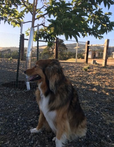 Dog enjoying the sunset