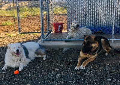 Dogs resting in the kennel