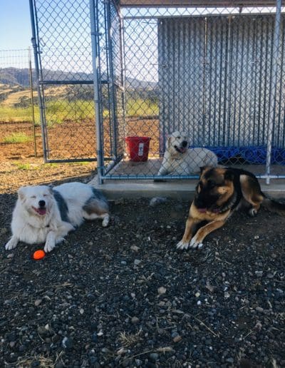 Dogs resting in the kennel