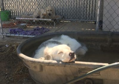 Dog sleeping in the water trough