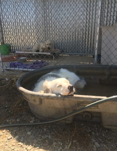 Dog sleeping in the water trough