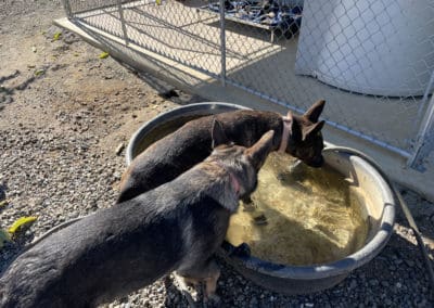Dogs drinking from water trough
