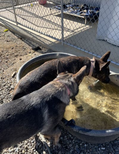 Dogs drinking from water trough