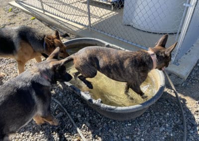 Dogs playing and drinking in water trough