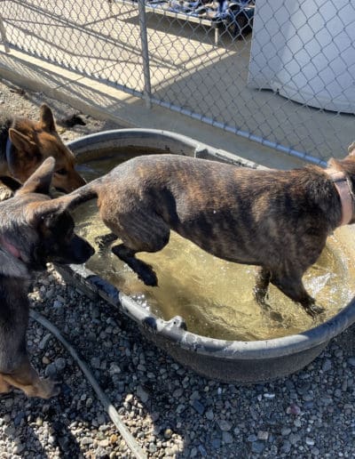 Dogs playing and drinking in water trough