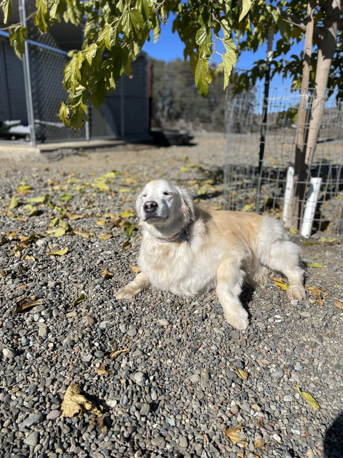 Dog Kennel & Training School Paicines, CA The Country Life Kennels