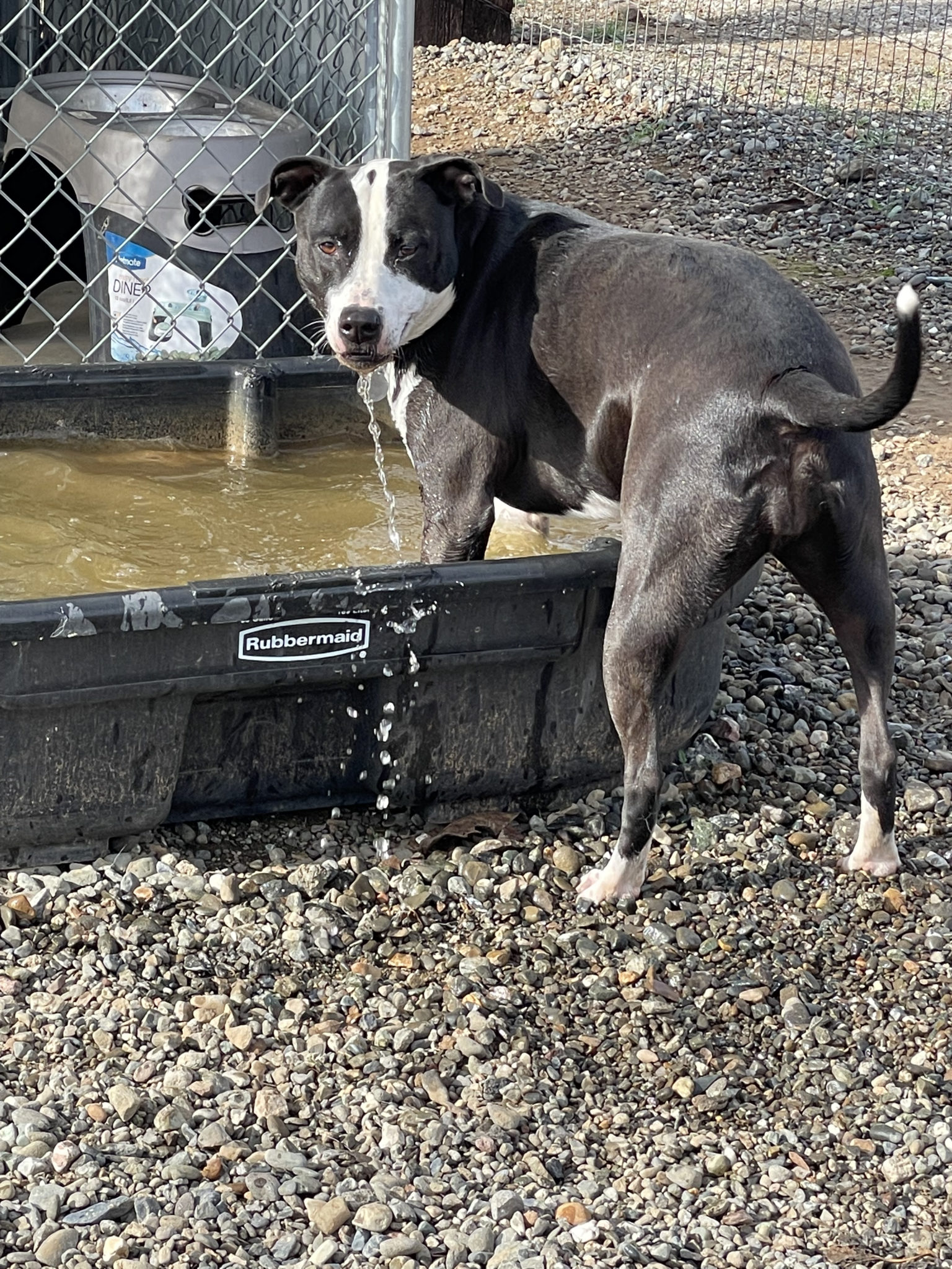 Dog playing in water trough