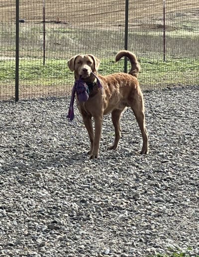 Dog playing with a toy