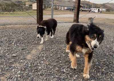 Two dogs running