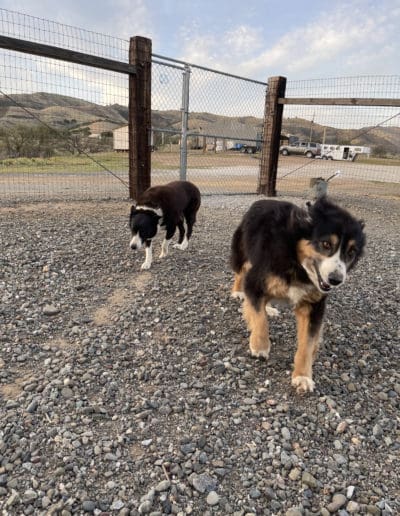 Two dogs running