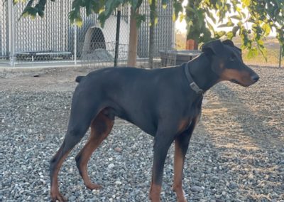 Doberman under shade