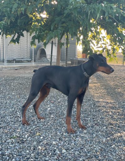 Doberman under shade