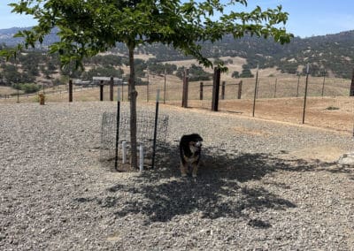 Dog laying under a tree