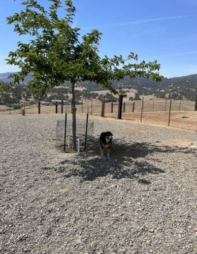 Dog laying under a tree