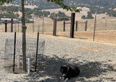 Dog relaxing under a tree