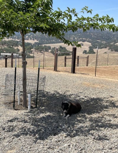 Dog relaxing under a tree