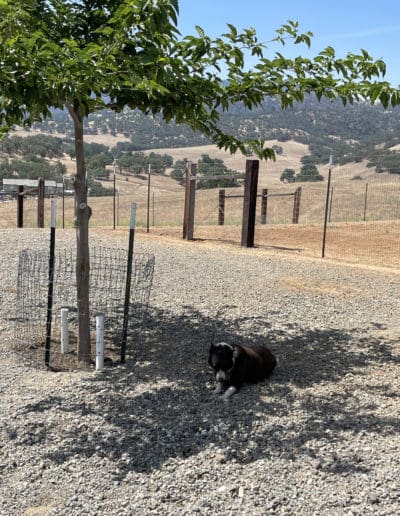 Dog relaxing under a tree