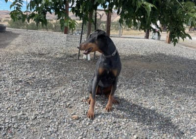 Doberman posing in front of a tree