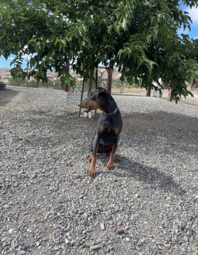 Doberman posing in front of a tree