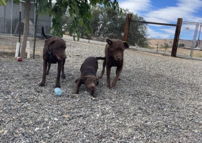Three dogs playing outside