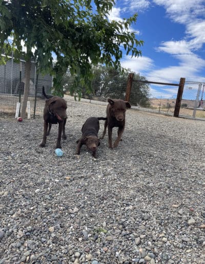 Three dogs playing outside