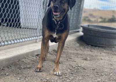 Big dog outside