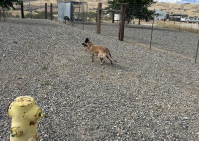 Dog running outside