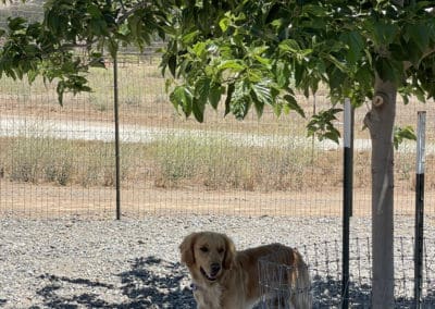 Golden standing under shade