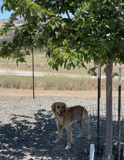 Golden standing under shade