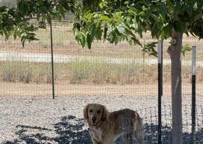 Golden standing under a big tree