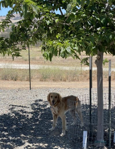 Golden standing under a big tree