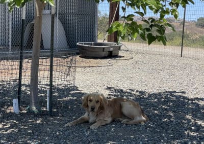 Golden laying under a tree