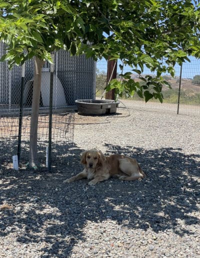 Golden laying under a tree