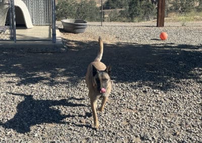 Dog running in yard