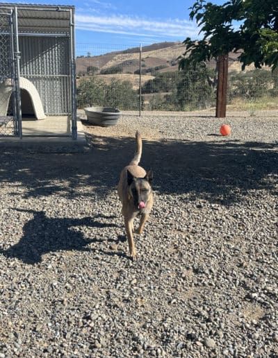 Dog running in yard