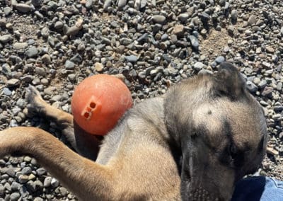 Dog playing with ball