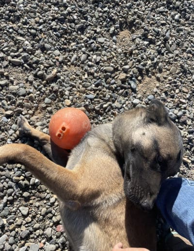 Dog playing with ball