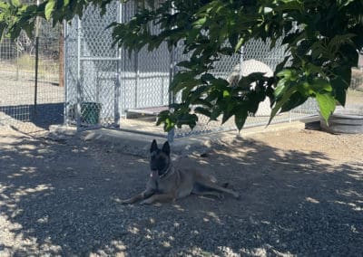 Dog enjoying the shade