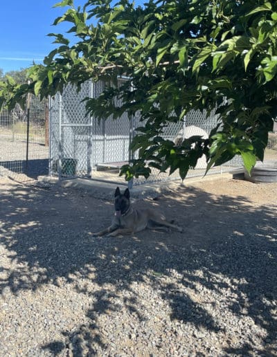 Dog enjoying the shade