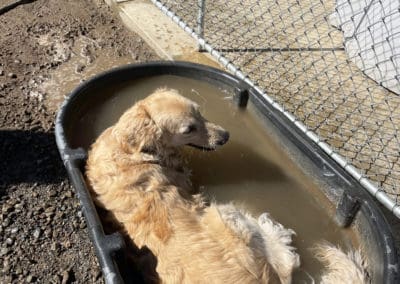 Dog cooling down in water trough