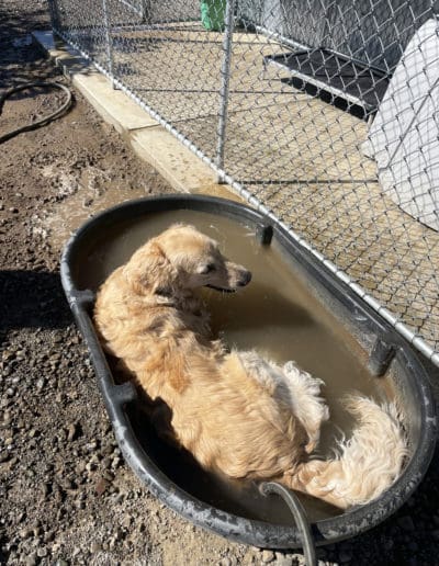 Dog cooling down in water trough