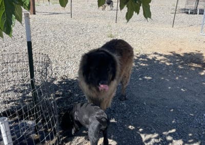 Big dog under shade