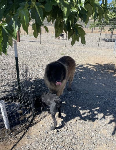 Big dog under shade