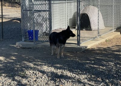 Big dog leaving kennel
