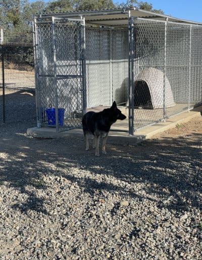 Big dog leaving kennel